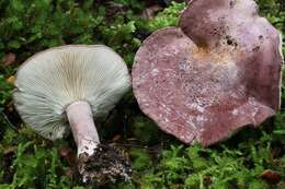 صورة Leucopaxillus lilacinus Bougher 1987