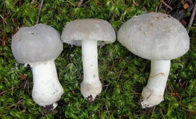 Image of Eastern American Floury Amanita