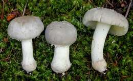 Image of Eastern American Floury Amanita