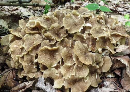 Image of Polyporus