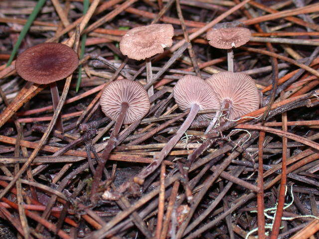 Image of Gymnopus villosipes (Cleland) Desjardin, Halling & B. A. Perry 1997