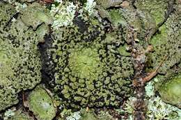 Image of Common toadskin lichen