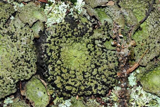 Image of Common toadskin lichen