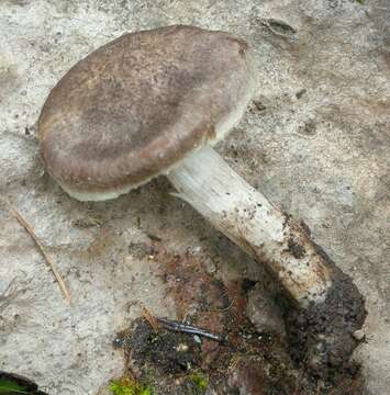 Image of Tricholoma moseri Singer 1989