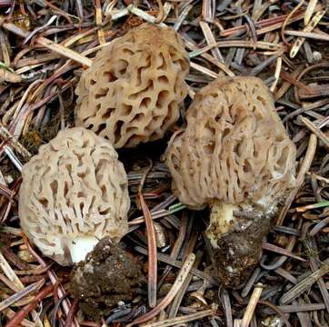 Plancia ëd Morchella tridentina Bres. 1898