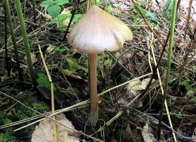 Image of Entoloma strictius (Peck) Sacc. 1887