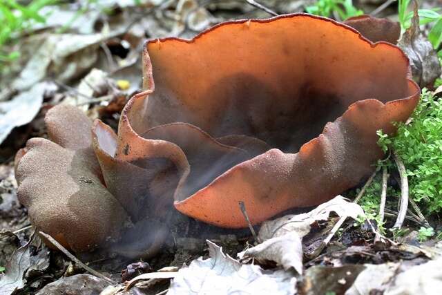 Image of cup fungi