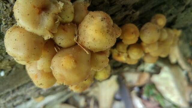 Image of Pholiota