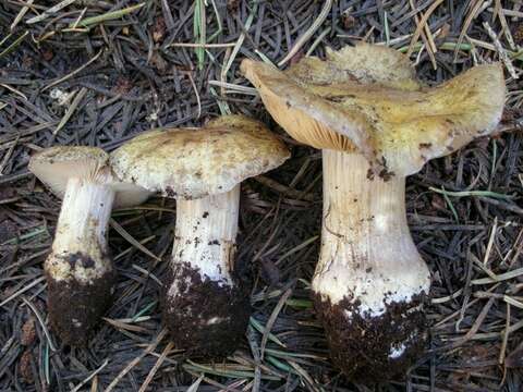 Imagem de Cortinarius subolivascens A. H. Sm. 1944