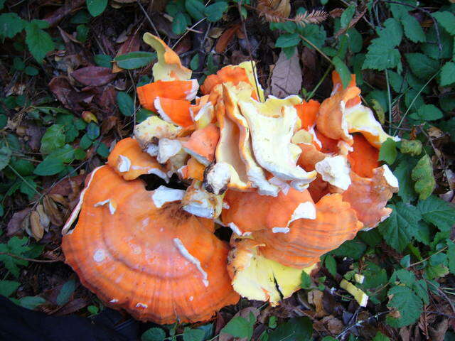 Image of Laetiporus