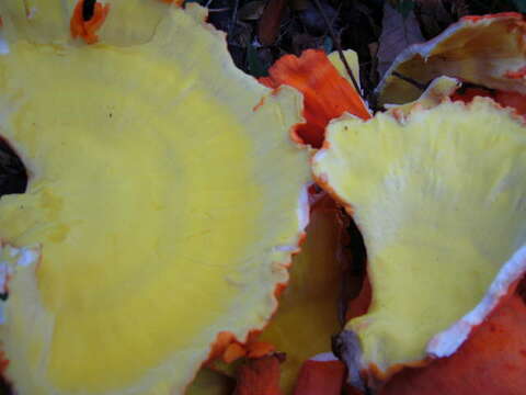 Image of Laetiporus