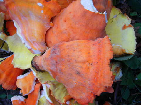 Image of Laetiporus