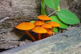 Image of Mycena leaiana (Berk.) Sacc. 1891