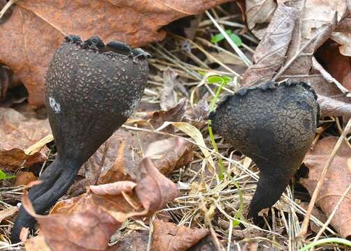 Image of Sarcosomataceae