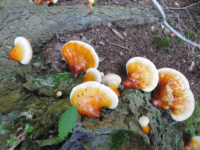 Image of Ganoderma tsugae Murrill 1902