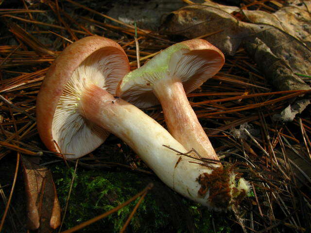 Image of Lactarius vinaceorufescens A. H. Sm. 1960