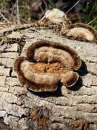 Image of Trametes