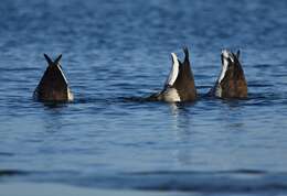 Image of Grey-bellied Brent Goose