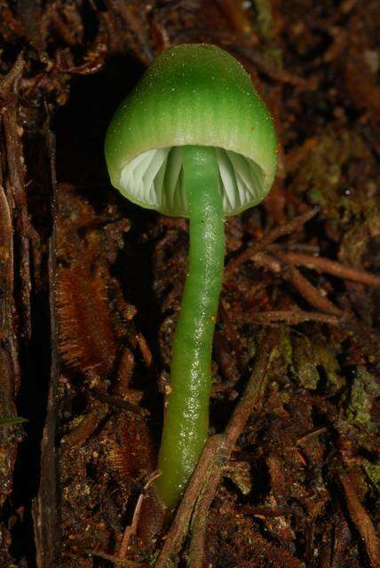 Image of Gliophorus viridis (G. Stev.) E. Horak 1971