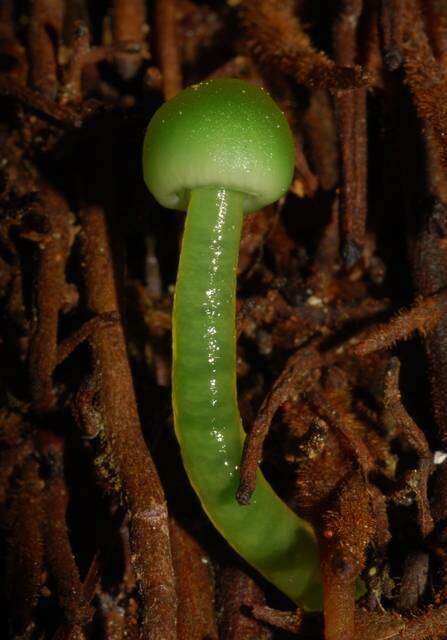 Image of Gliophorus viridis (G. Stev.) E. Horak 1971