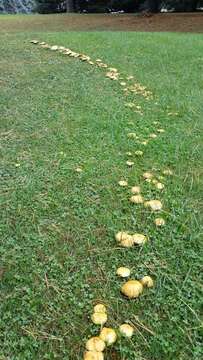 Image of Chicken Fat Mushroom