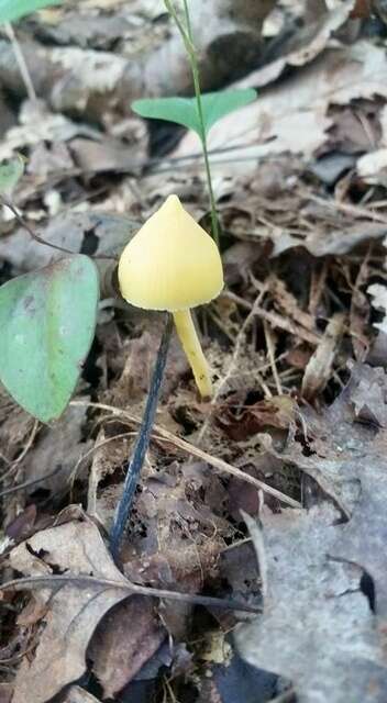 Image of Entoloma murrayi (Berk. & M. A. Curtis) Sacc. 1899