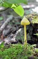 Image of Entoloma murrayi (Berk. & M. A. Curtis) Sacc. 1899