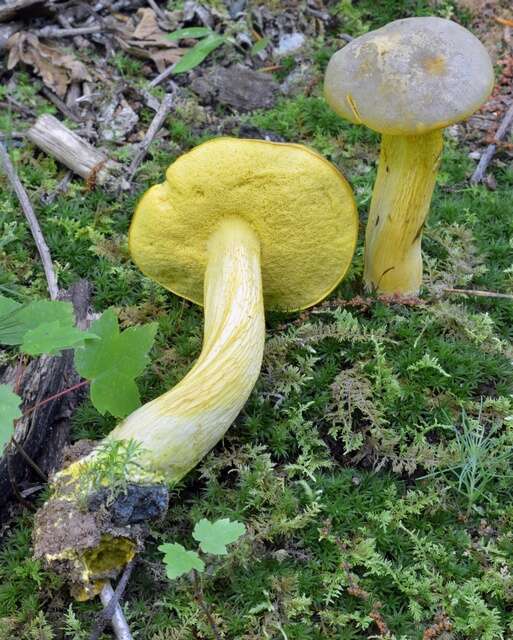 Слика од Retiboletus