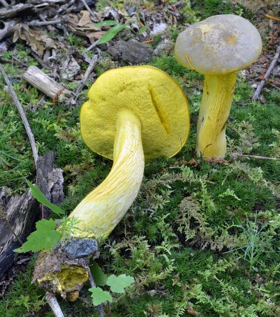 Image of Retiboletus