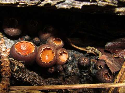 Plancia ëd Sarcosomataceae