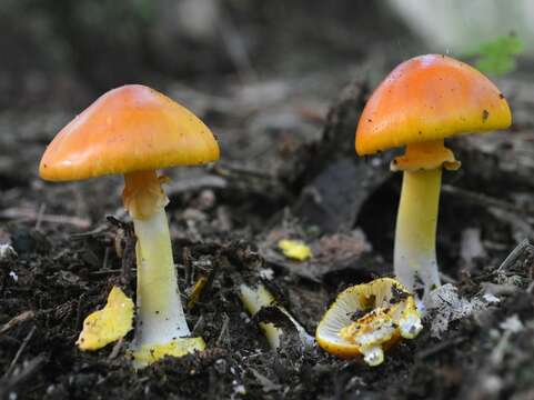 Image of Amanita flavoconia G. F. Atk. 1902