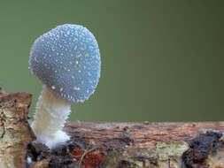 Image of Leratiomyces Bresinsky & Manfr. Binder