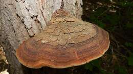 Image of Phellinus