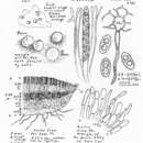 Sivun Neottiella albocincta (Berk. & M. A. Curtis) Sacc. 1889 kuva