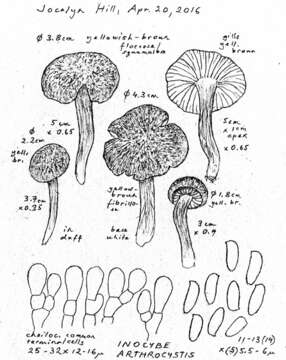 صورة Inocybe arthrocystis Kühner 1988