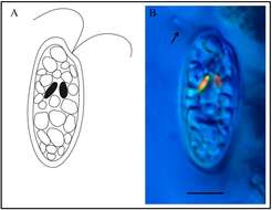 Image de Cryptophyceae