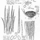 Plancia ëd Lasiobolus papillatus (Pers.) Sacc. 1884