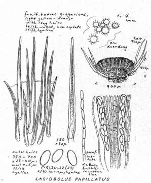 Image de Ascodesmidaceae