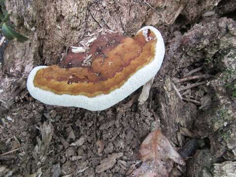 Ganoderma lobatum (Cooke) G. F. Atk. 1908的圖片