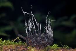 Image of Xylaria magnoliae J. D. Rogers 1979