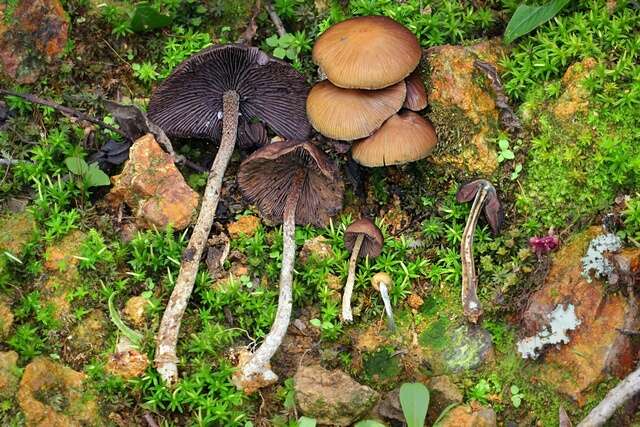 Image of Psilocybe zapotecorum R. Heim 1957