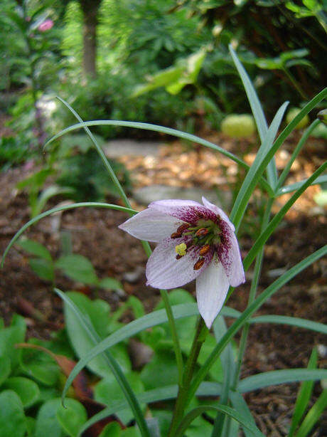 Image of Lilium nanum Klotzsch