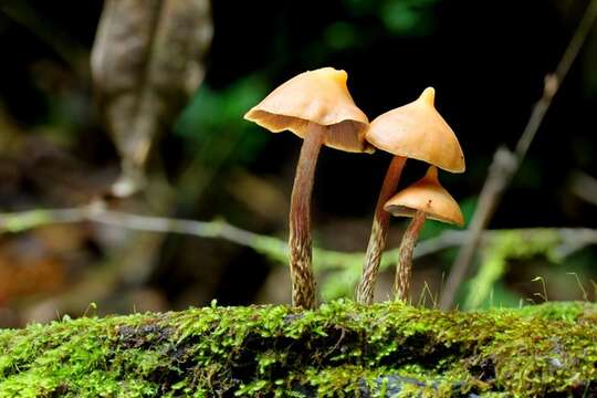 Plancia ëd Psilocybe yungensis Singer & A. H. Sm. 1958