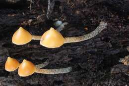 Image of Psilocybe yungensis Singer & A. H. Sm. 1958