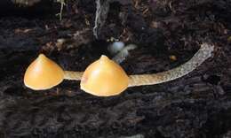 Image of Psilocybe yungensis Singer & A. H. Sm. 1958