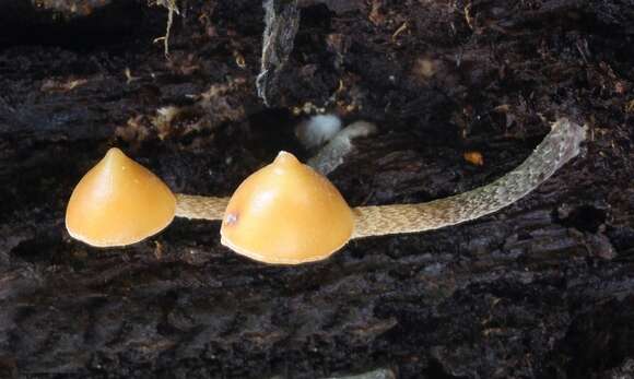 Image de Psilocybe yungensis Singer & A. H. Sm. 1958