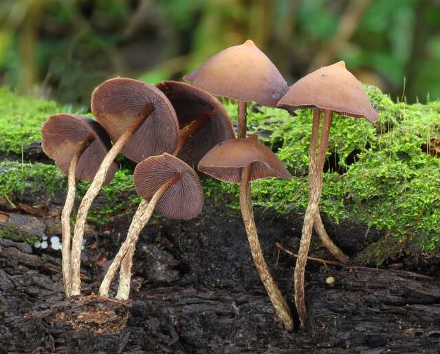 Plancia ëd Psilocybe yungensis Singer & A. H. Sm. 1958