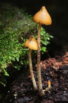 Image de Psilocybe yungensis Singer & A. H. Sm. 1958