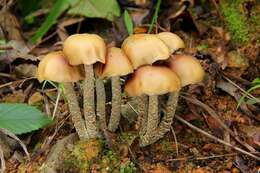 Image of Psilocybe zapotecorum R. Heim 1957