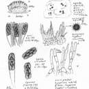 Imagem de Saccobolus depauperatus (Berk. & Broome) E. C. Hansen 1877